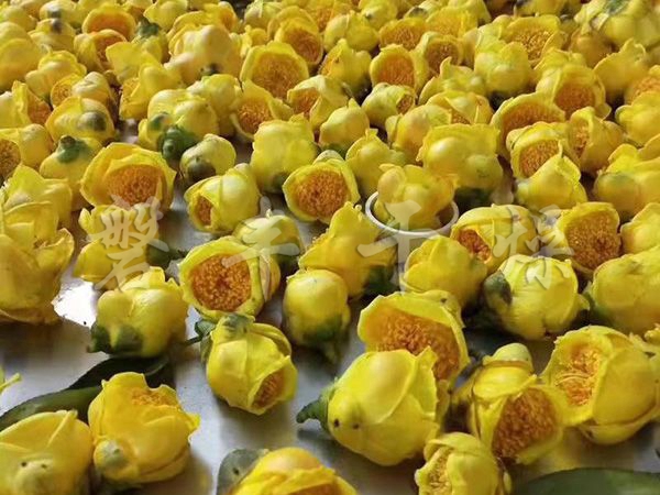 花絮凍干機